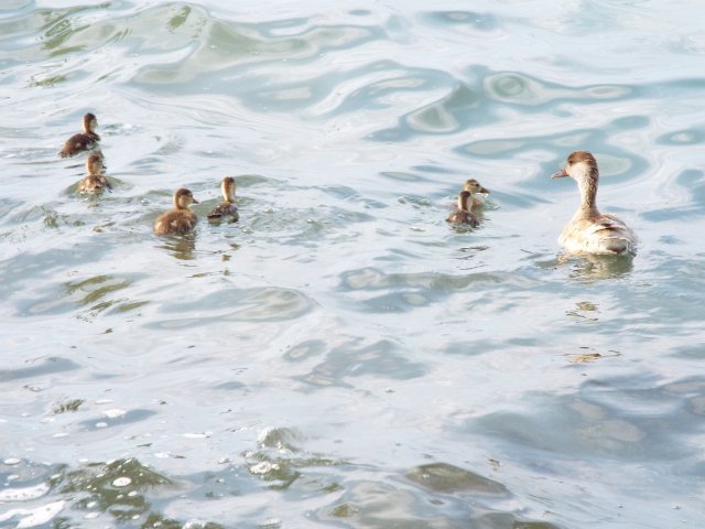 Balatonlelle tábor 2016